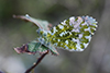 Anthocharis cardamines